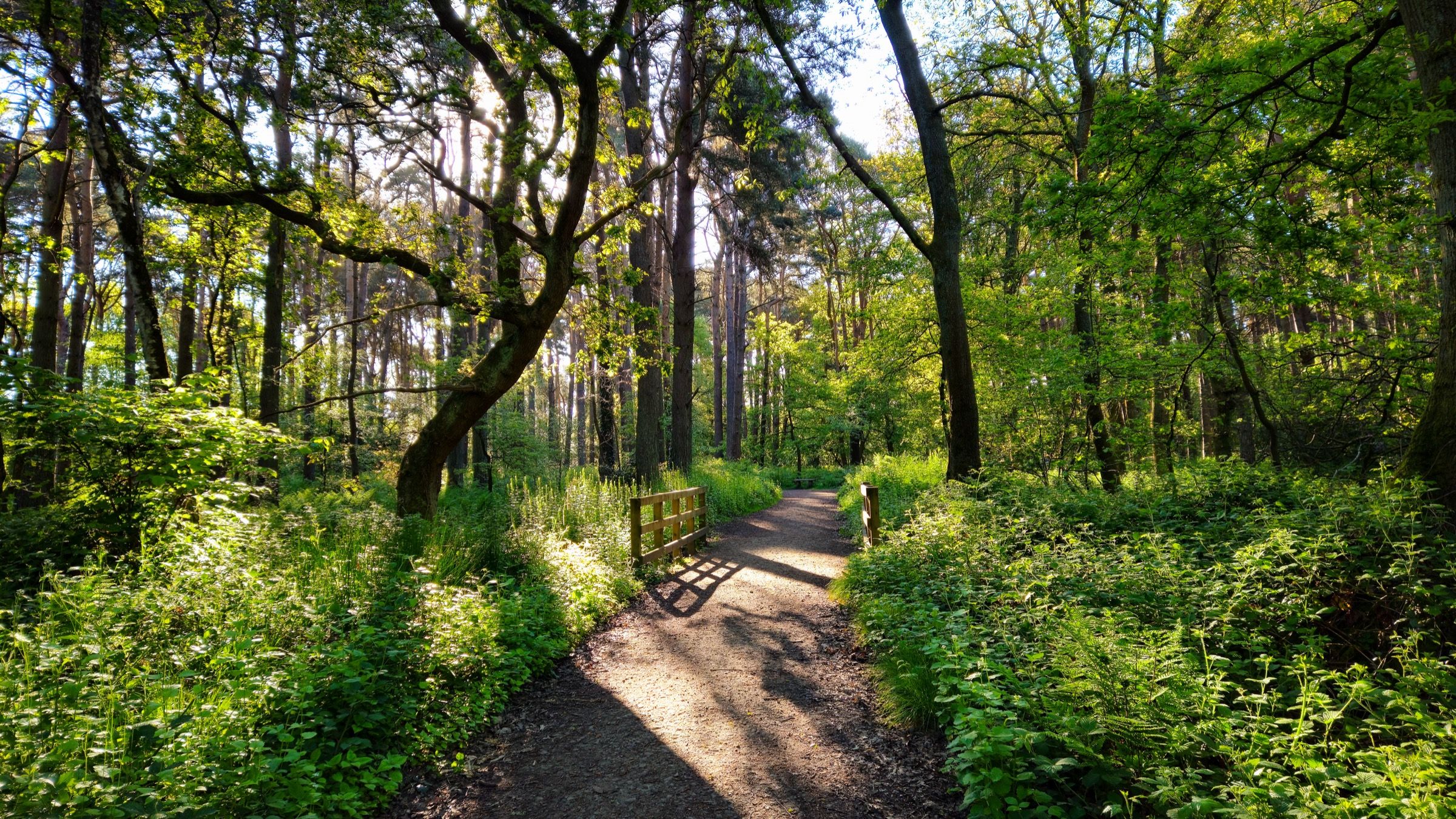 A sunlit footpath winding through green woodland